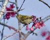 綠啄花，台灣最小的鳥類(7P)